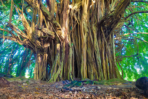 giant figowiec bengalski - kauai tropical climate green travel destinations zdjęcia i obrazy z banku zdjęć