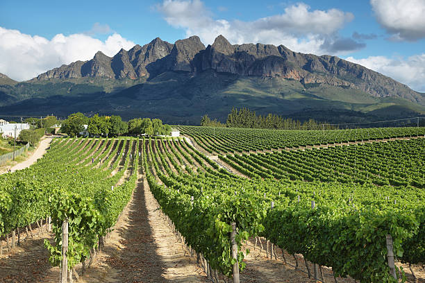 paisaje de viñedos de cerca de wellington - south africa fotografías e imágenes de stock