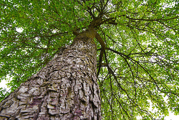 Green wood. stock photo