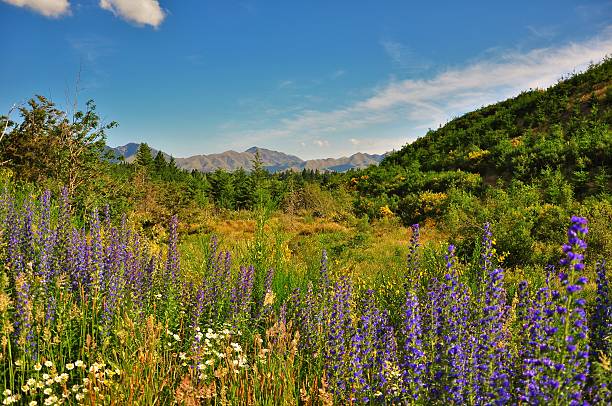 Hanmer Springs during Spring is very colorful