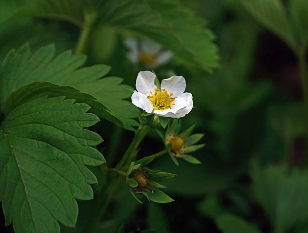 istock strawberry blossoms in the garden 475723478