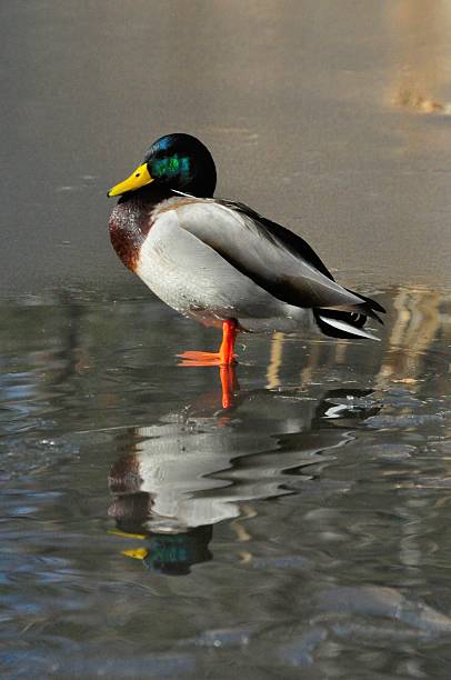 istock Mallard Duck Drake on Ice 475724130