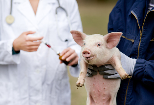 Afraid piglet of workers hands waiting for vaccination