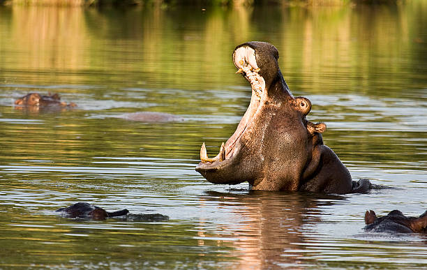wild hippo gähnen in den fluss, krüger nationalpark - kruger national park hippopotamus animal mouth animal stock-fotos und bilder