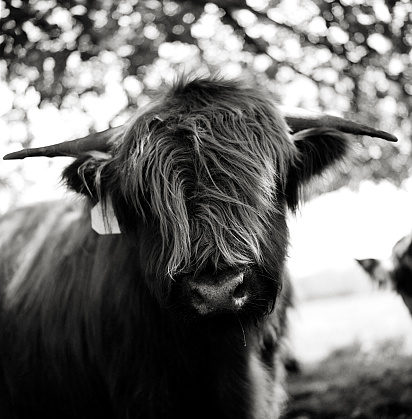 A very elegant highland cattle pause to grace my film with her presence.