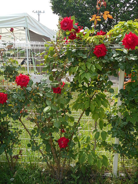 rosa - velvet rose flower thorn fotografías e imágenes de stock