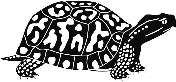 Box Turtle Rectangle Pattern On Shell 10,300+ Turtle Shell Patterns Stock Photos, Pictures & Royalty-Free ...