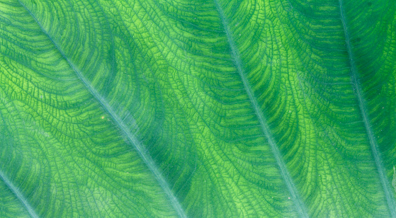 The underside of an elephant ear plant leaf with selective focus. The deep veined leaf has a rich green color with lots of texture.
