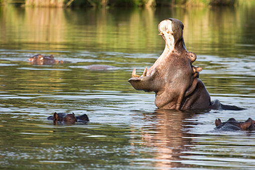wild hippo yawning in the river, Kruger park
