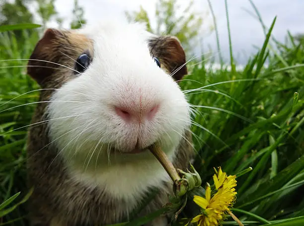 Teddy the guinea pig enjoying the summer plants