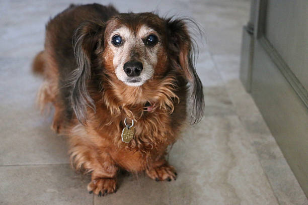 Elderly Dog Dachshund dachshund photos stock pictures, royalty-free photos & images