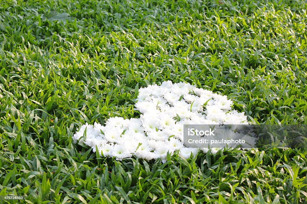 Heart made from daisy flowers Heart made from daisy flowers with green grass background. 2015 Stock Photo