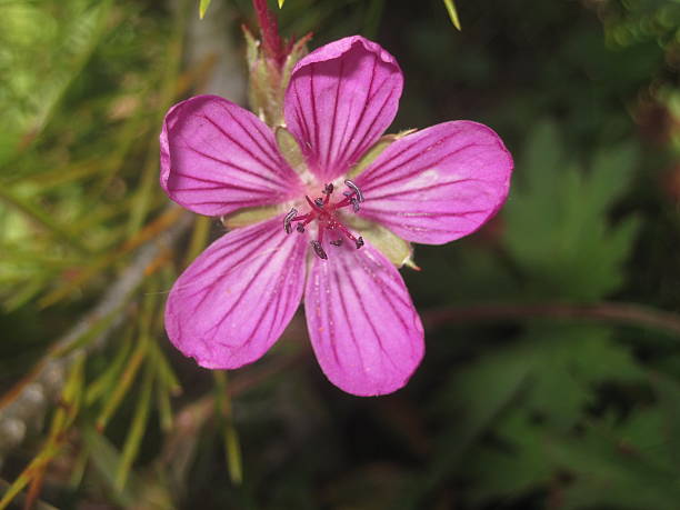 istock Close-up Image of Delicate Pink Flower with Five Petals 475728692