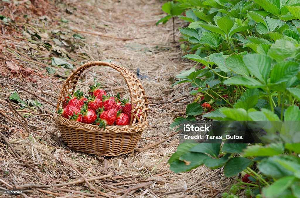 Strawberries Strawberries in the basket inside greenhouse grown 2015 Stock Photo