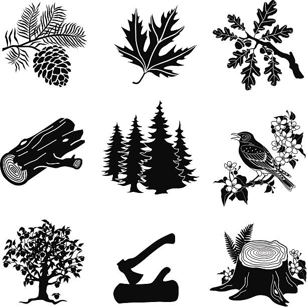 vector forest animals, plants in black and white A vector illustration of forest animals and plants in black and white. This illustration set includes images of a pine cone branch, maple leaf, oak tree branch, a log, pine trees, a bluebird, apple tree, axe and log and a tree stump wiith ferns. These plants and animals are found in North America. axe stump stock illustrations