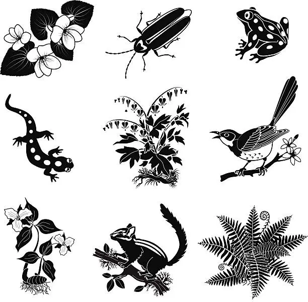 Vector illustration of forest animals, plants in black and white