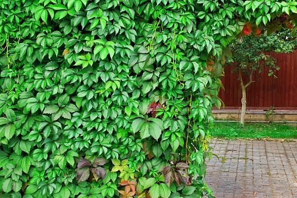 istock Ornamental  Wall From Wild Grape Vine Detail 475731776