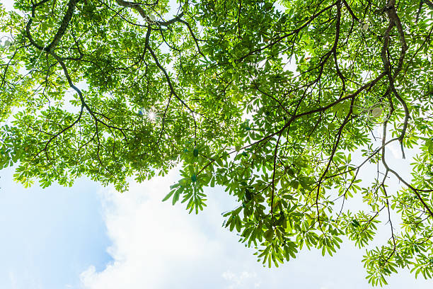 istock fresh green leaves under the skies 475731786