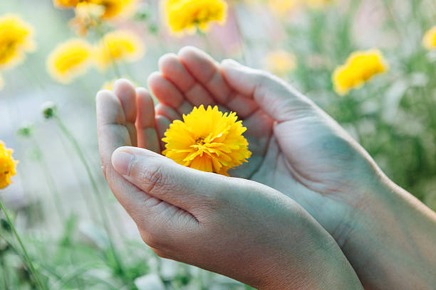 istock Concept of hands protecting nature. 475733496