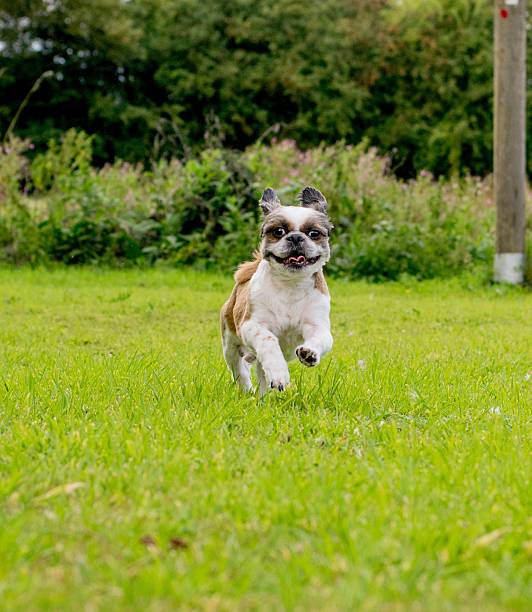 istock Cute Bichon Frise x Shih Tzu 475733778