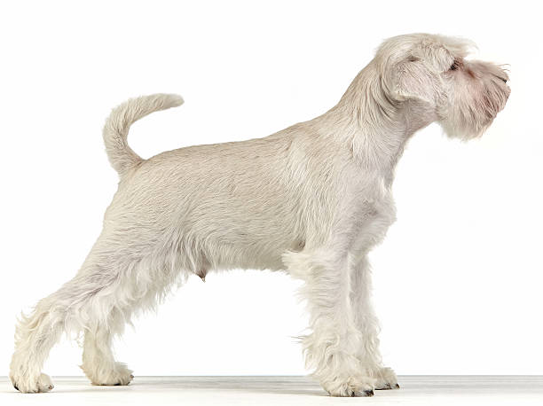 istock white miniature schnauzer puppy 475734040