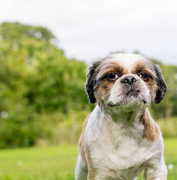 istock Cute Bichon Frise x Shih Tzu 475734564