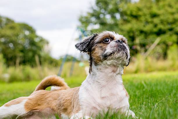 istock Cute Bichon Frise x Shih Tzu 475734600