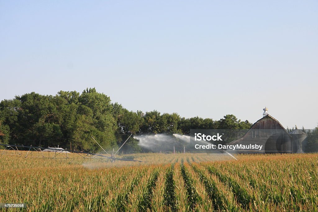 Irrigator in a Nebraska Cornfield Water from this irrigator benefits the corn in this field east of Dodge, Nebraska.  Corn - Crop Stock Photo