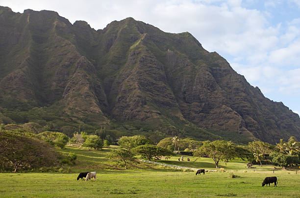 istock Cattle Ranch in Hawaii on Oahu 475735224