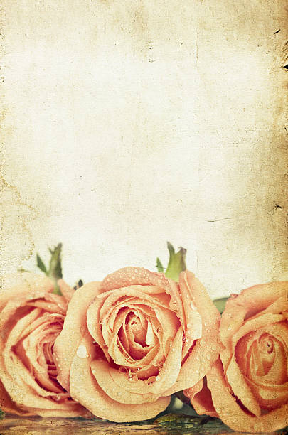 istock Pink roses on vintage background 475738255