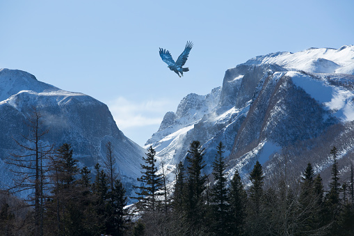 Bird wheeling above snow mountain range in winter