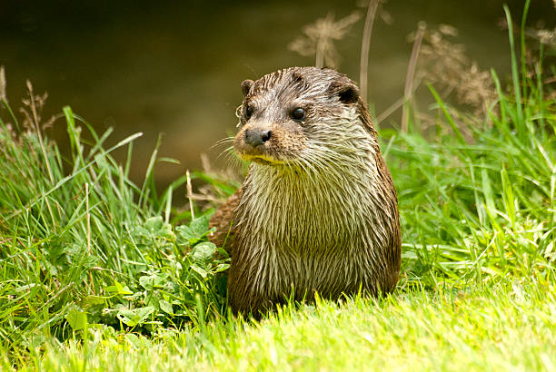 European Otter stock photo