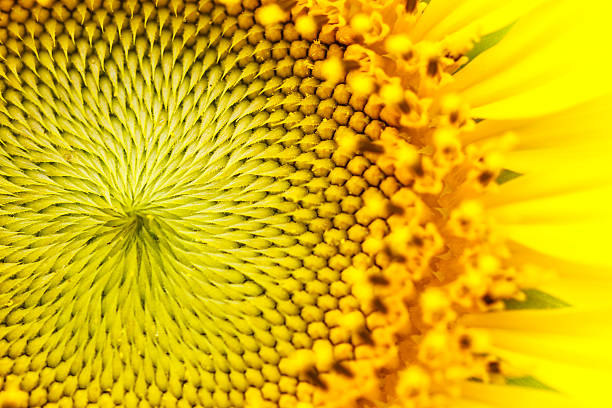 istock Sunflowers in Lopburi, Thailand 475745071