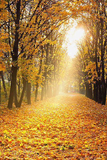 istock Alley of maples. 475745131