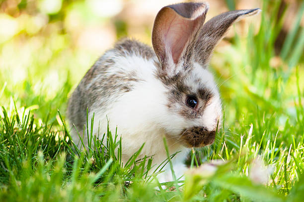 White and brown rabbit sitting in grass, smiling at camera stock photo