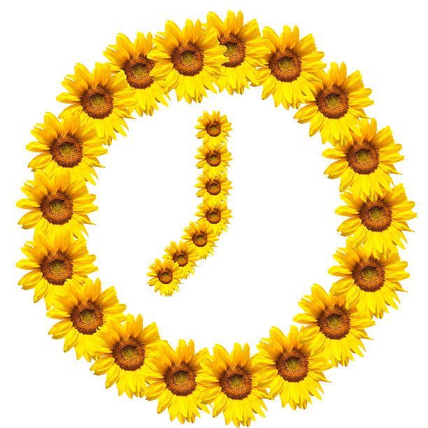 istock background of sunflowers 475745410