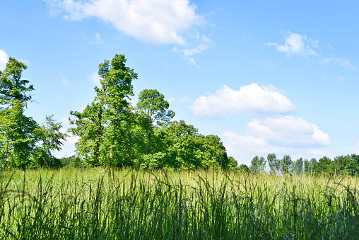 View through tree to a green meadow in springtime with Trees and blue sky. Nature background.