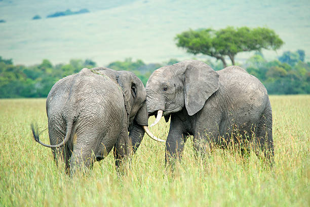 istock Juvenile Elephants fighting in the Masai Mara 475745674