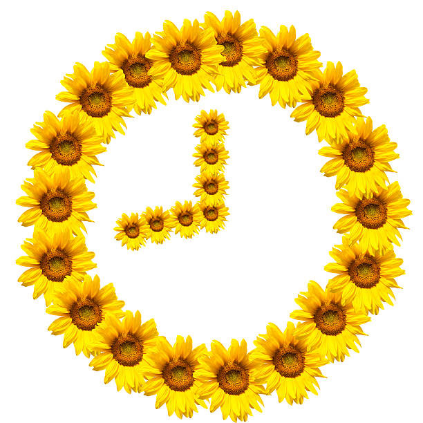 istock background of sunflowers 475746648