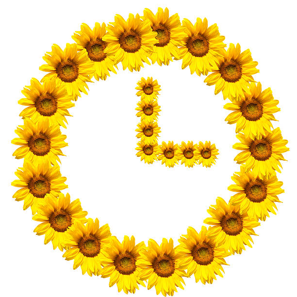 istock background of sunflowers 475746838