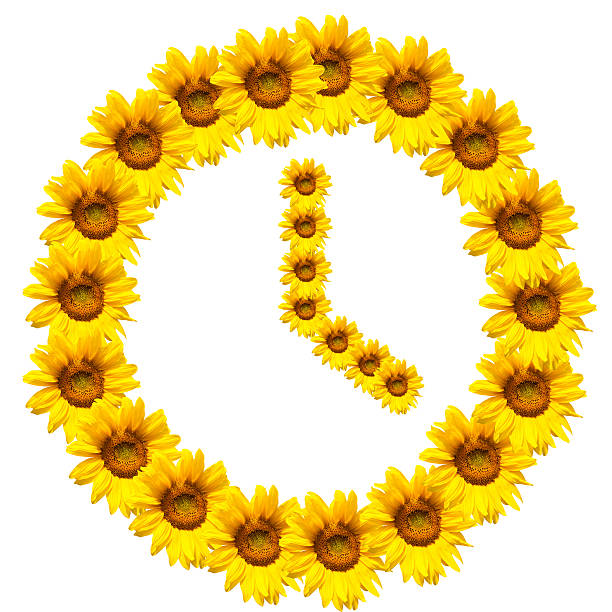 istock background of sunflowers 475746882