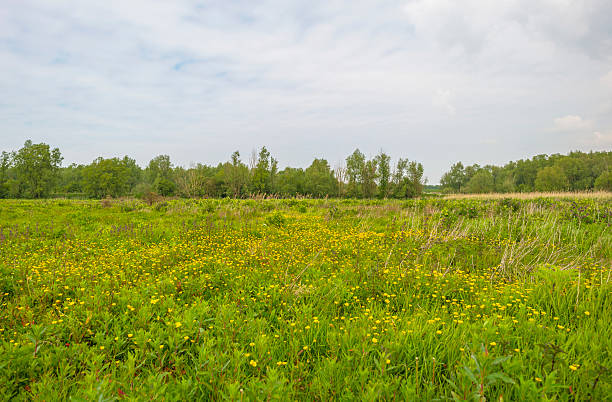 istock Wild flowers in a field in spring 475747080
