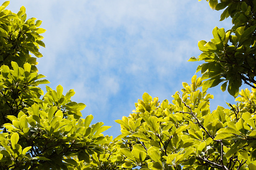 This photograph features the green leaves of a magnolia tree in spring. They surround a blue sky with high white clouds that make an ideal background for copy space.