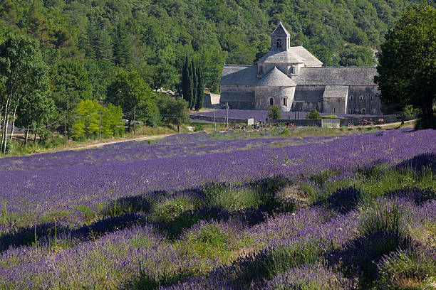 istock Panoramic view of blooming lavender fields and typical Provence abbey 475747488