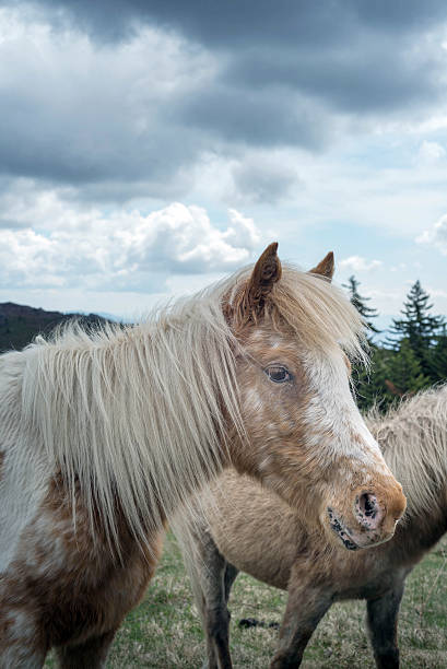 istock Wild pinto pony at Grayson Highlands 475747616