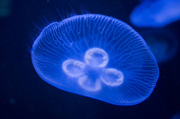 istock Blue jellyfish swimming 475748046