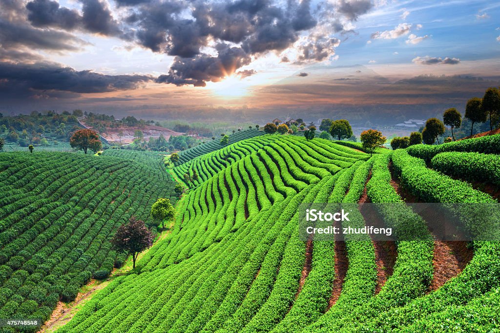 Tea Plantations under sky Tea Plantations under sky during sunset Agricultural Field Stock Photo