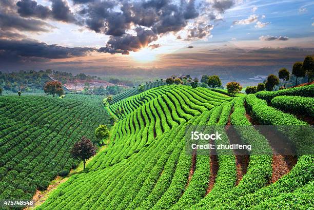 Tea Plantations Under Sky Stock Photo - Download Image Now - Agricultural Field, Farm, Japan