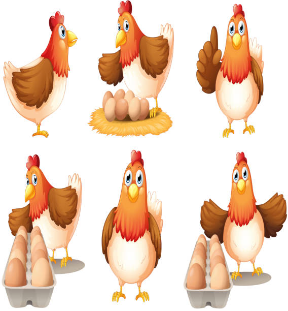 육백사십 암탉 - chicken livestock isolated white background stock illustrations