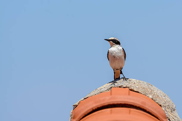 Black-eared wheatear (Oenanthe hispanica) Black-eared wheatear (Oenanthe hispanica) perching on a roof oenanthe hispanica stock pictures, royalty-free photos & images